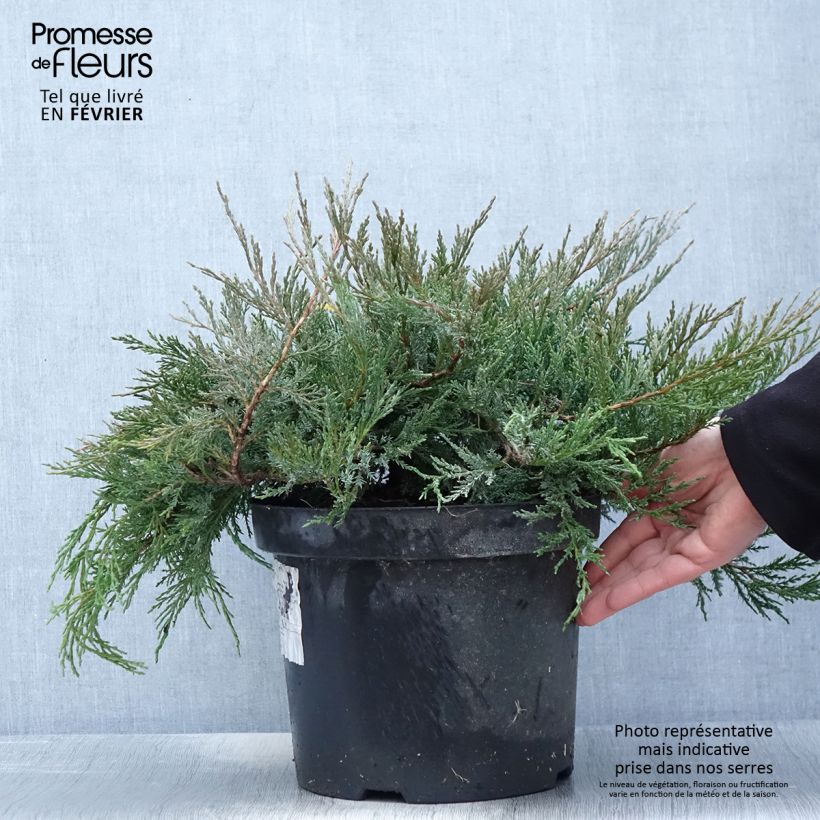 Exemplar von Juniperus horizontalis Agnieszka Topf mit 7,5L/10L wie im Winter geliefert