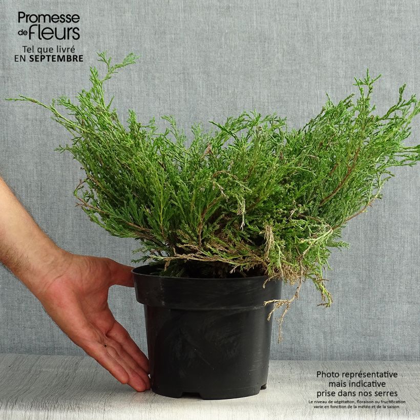 Exemplar von Juniperus horizontalis Andorra Compact Topf mit 2L/3L wie im Sommer geliefert