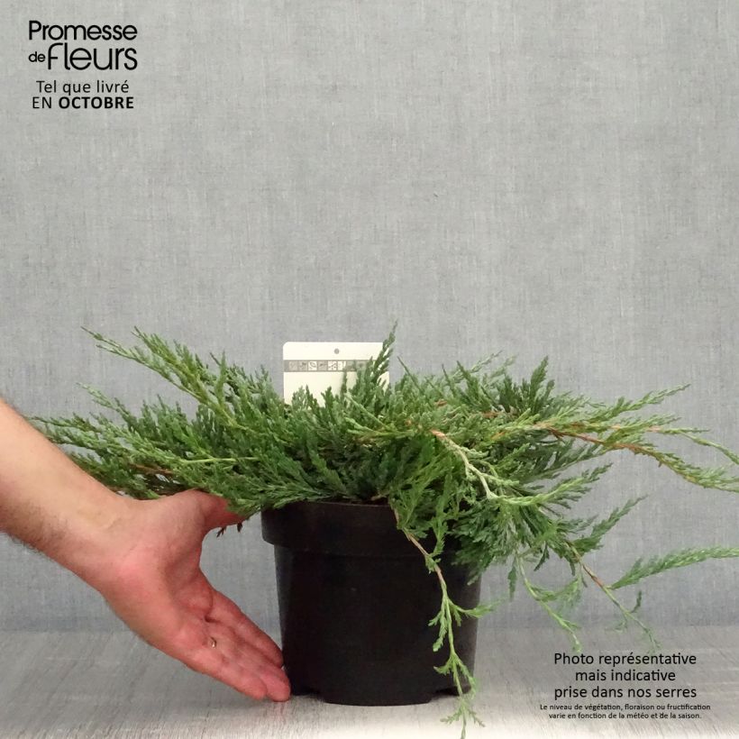 Exemplar von Juniperus horizontalis Jade River Topf mit 2L/3L wie im Herbst geliefert