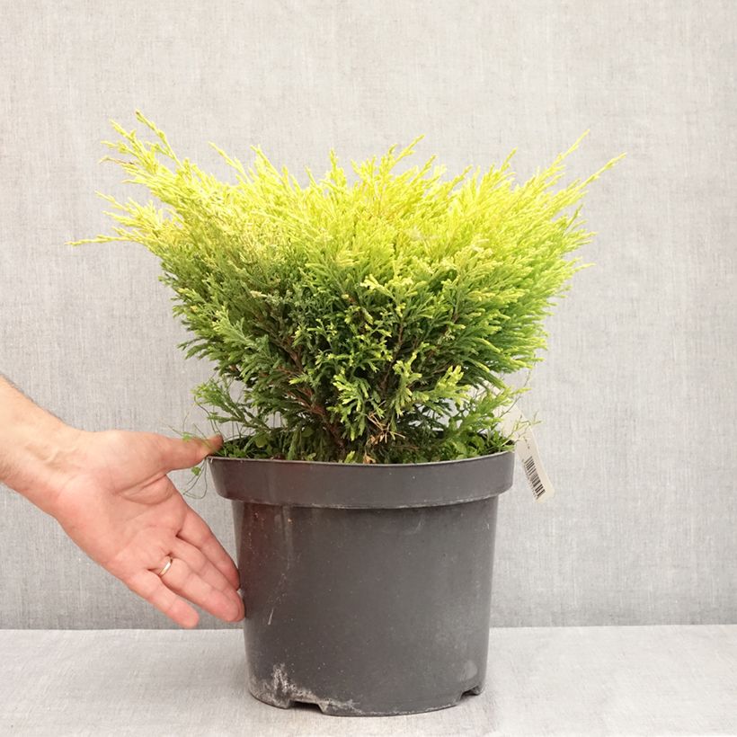 Exemplar von Juniperus horizontalis Limeglow Topf mit 7,5L/10L wie im Sommer geliefert