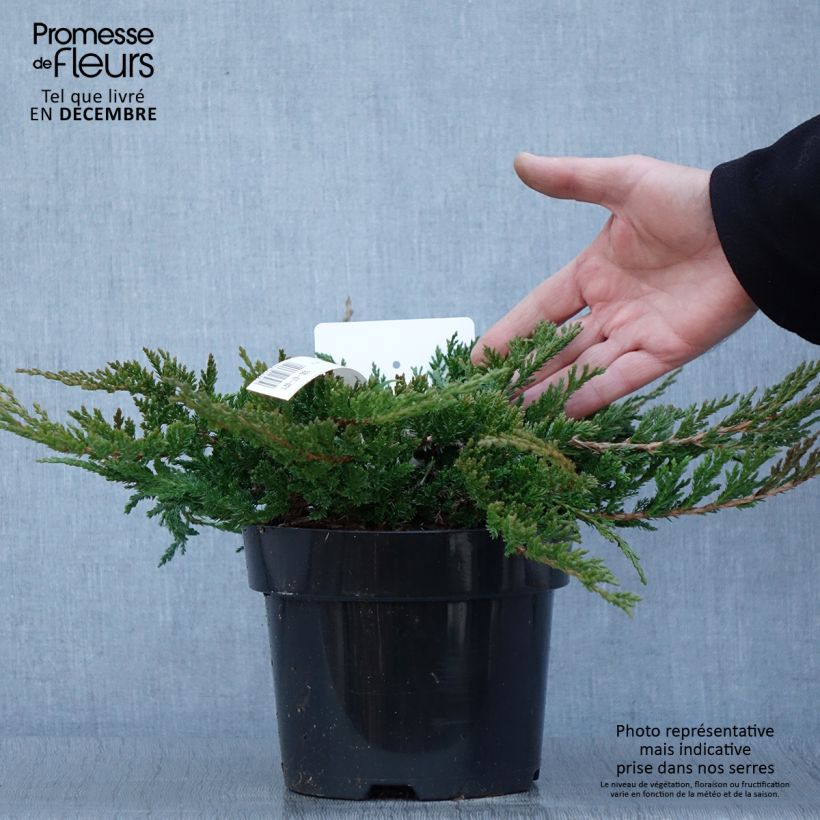 Exemplar von Juniperus horizontalis Prince Of Wales Topf mit 2L/3L wie im Herbst geliefert