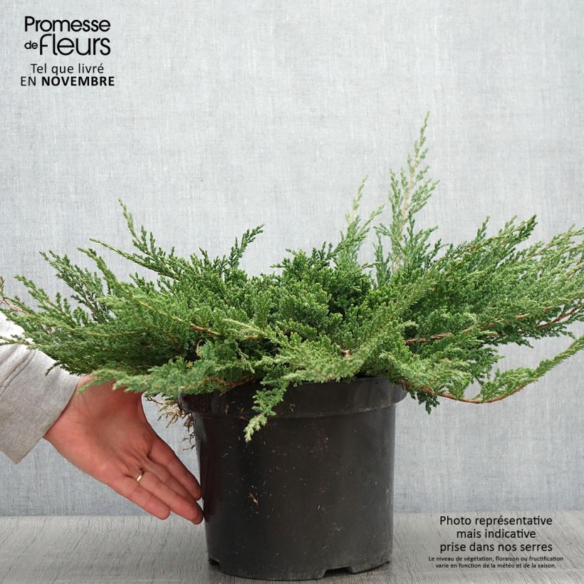 Exemplar von Juniperus horizontalis Prince Of Wales Topf mit 7,5L/10L wie im Herbst geliefert