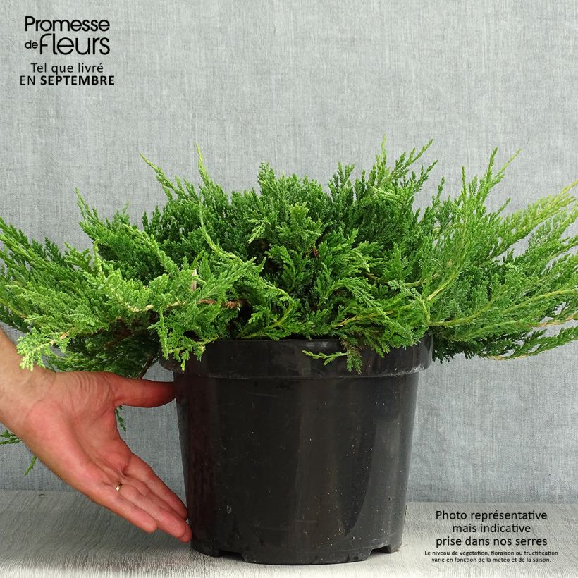 Exemplar von Juniperus horizontalis Prince Of Wales Topf mit 7,5L/10L wie im Sommer geliefert