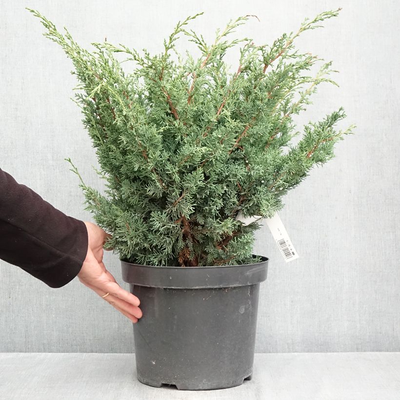 Exemplar von Juniperus chinensis Blaauw Topf mit 7,5L/10L wie im Herbst geliefert