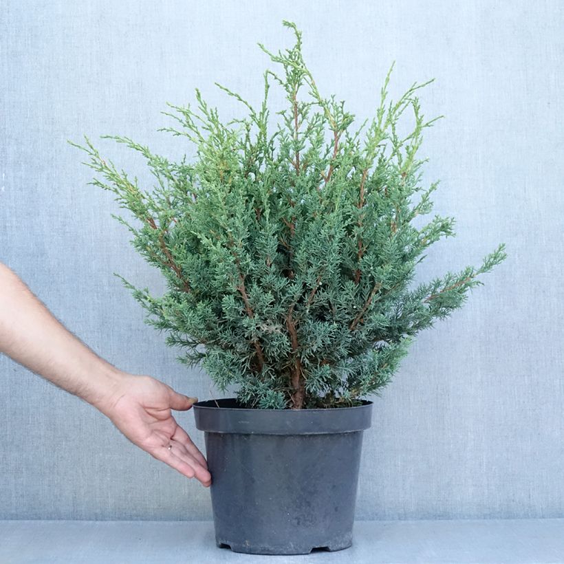 Exemplar von Juniperus chinensis Blaauw Topf mit 7,5L/10L wie im Sommer geliefert