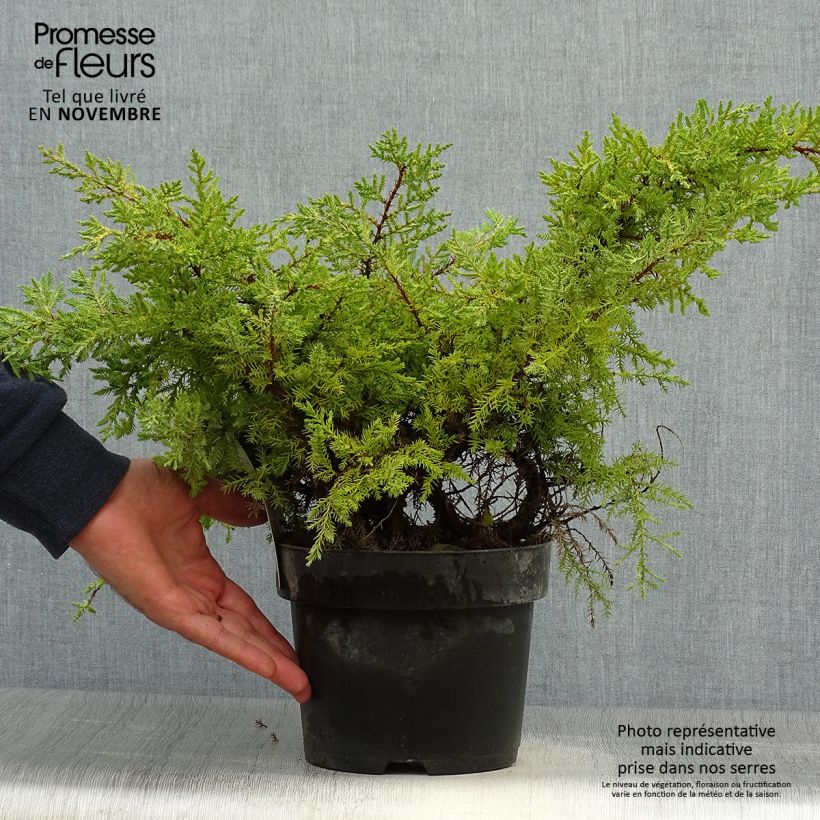 Exemplar von Juniperus pfitzeriana Goldkissen Topf mit 2L/3L wie im Herbst geliefert