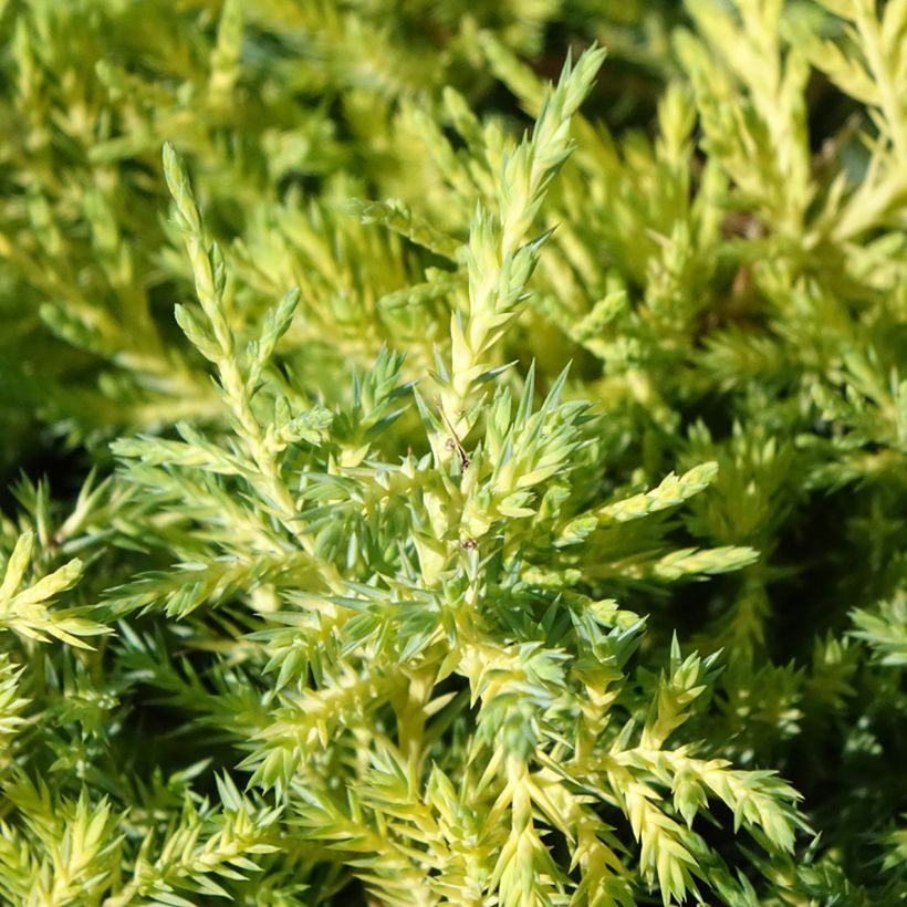Juniperus pfitzeriana King of Spring (Laub)