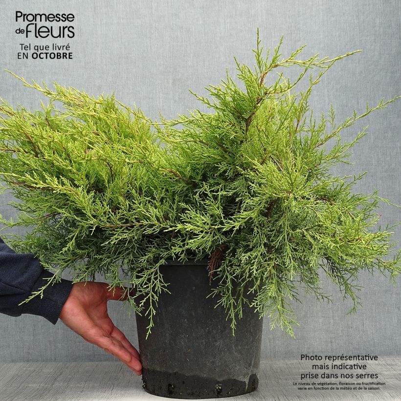 Exemplar von Juniperus pfitzeriana Old Gold Topf mit 7,5L/10L wie im Herbst geliefert