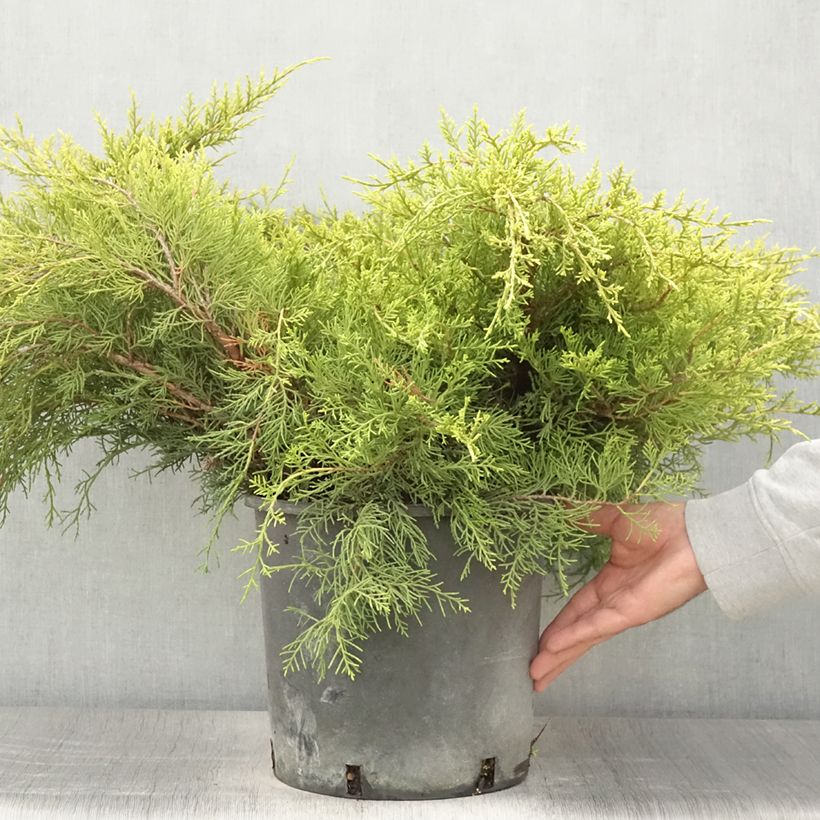 Exemplar von Juniperus pfitzeriana Old Gold Topf mit 7,5L/10L wie im Sommer geliefert