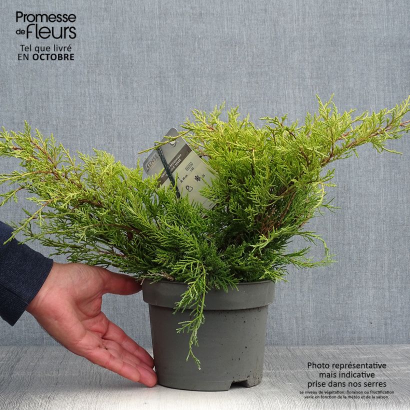 Exemplar von Juniperus pfitzeriana Old Gold Topf mit 2L/3L wie im Herbst geliefert