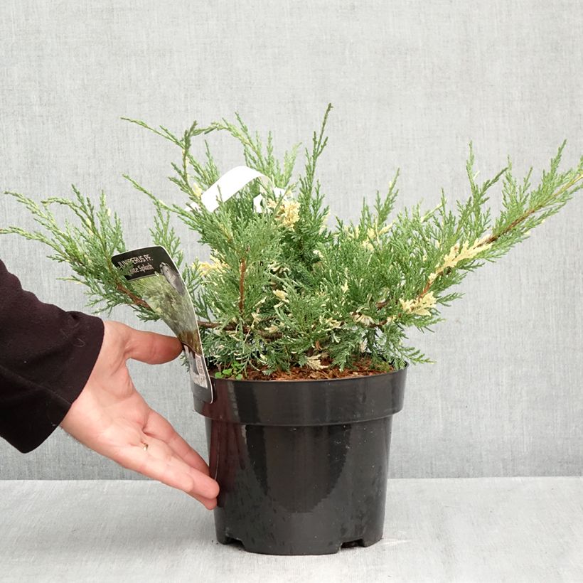Exemplar von Juniperus pfitzeriana White Splash Topf mit 2L/3L wie im Herbst geliefert