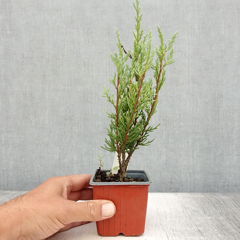 Exemplar von Juniperus scopulorum Moonglow Kleine Töpfe von 8/9 cm wie im Sommer geliefert