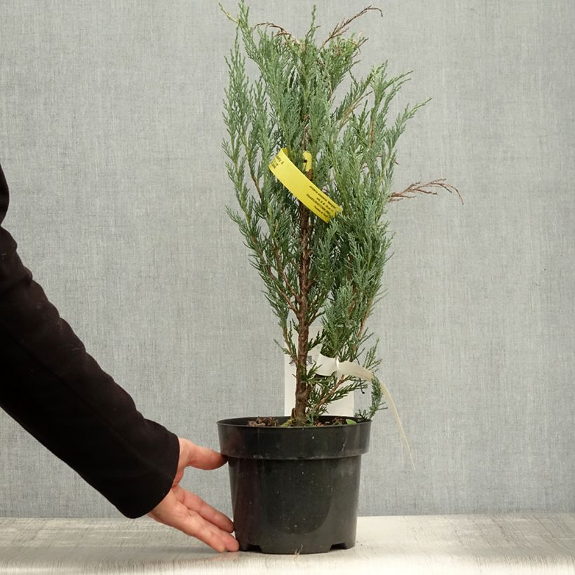 Exemplar von Juniperus scopulorum Moonglow Topf mit 2L/3L wie im Herbst geliefert