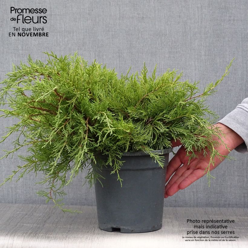 Exemplar von Juniperus pfitzeriana Gold Coast Topf mit 2L/3L wie im Herbst geliefert
