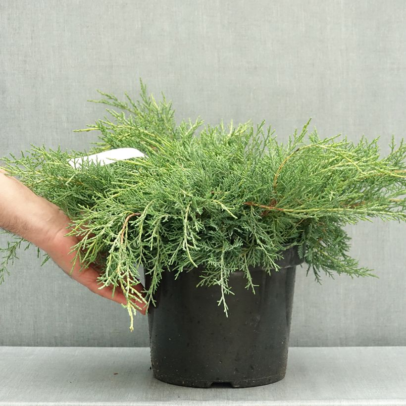 Exemplar von Juniperus pfitzeriana Gold Star Topf mit 7,5L/10L wie im Herbst geliefert
