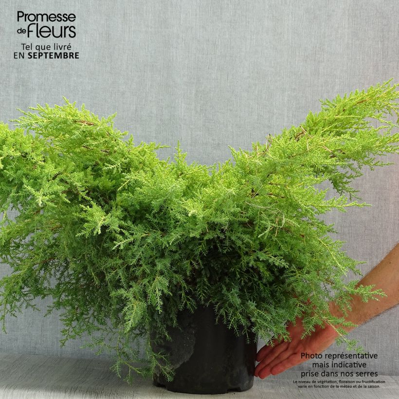 Exemplar von Juniperus pfitzeriana Gold Star Topf mit 7,5L/10L wie im Sommer geliefert