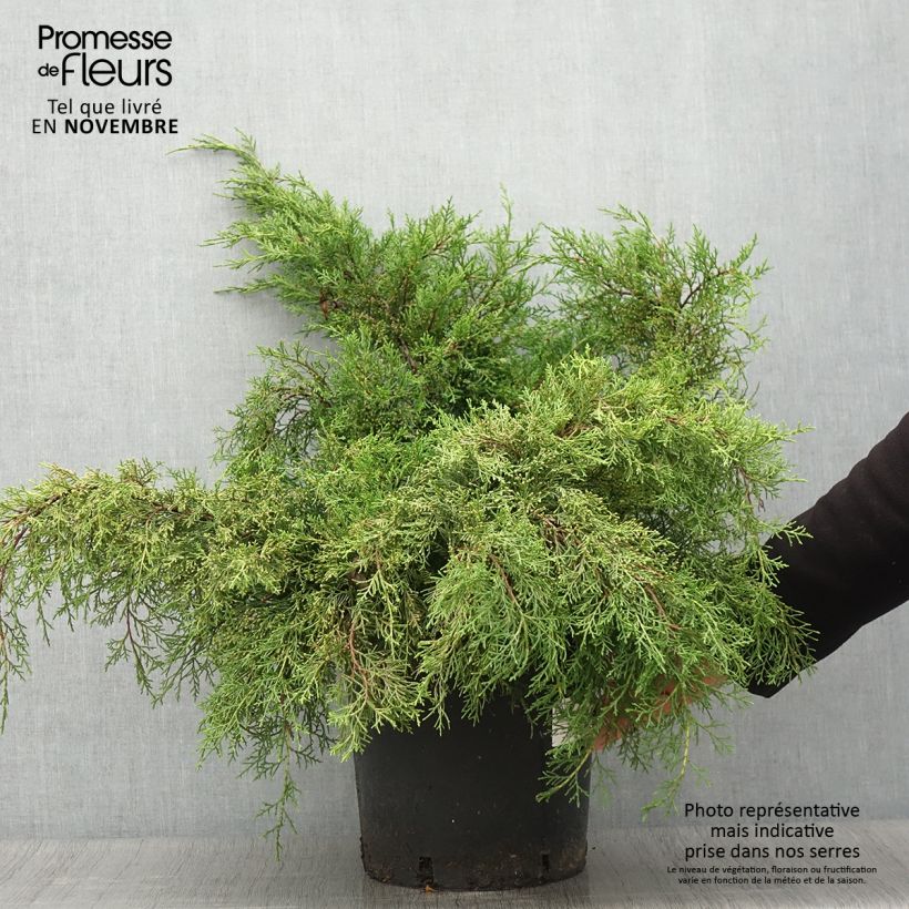 Exemplar von Juniperus media Mint Julep Topf mit 7,5L/10L wie im Herbst geliefert