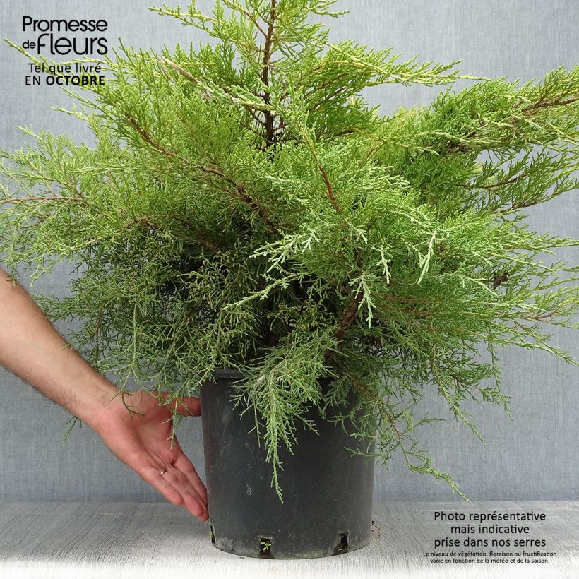 Exemplar von Juniperus media Pfitzeriana Aurea Topf mit 7,5L/10L wie im Herbst geliefert