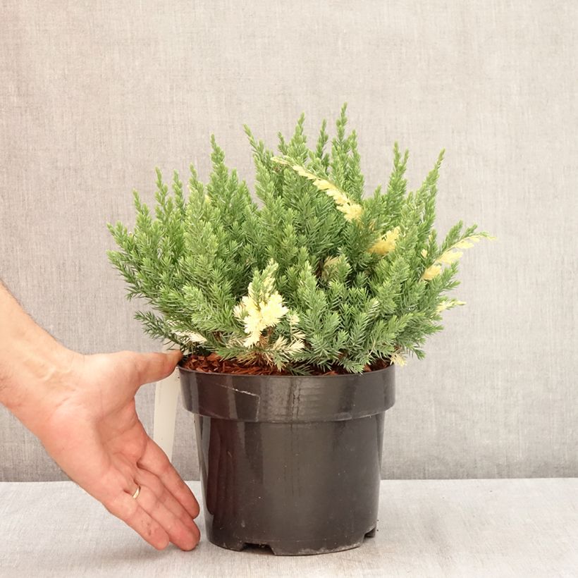 Exemplar von Juniperus chinensis Expansa Variegata Topf mit 2L/3L wie im Sommer geliefert