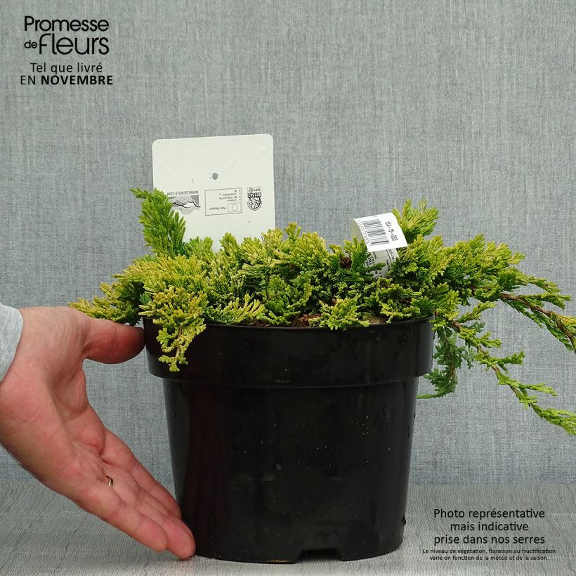 Exemplar von Juniperus horizontalis Golden Carpet Topf mit 2L/3L wie im Herbst geliefert