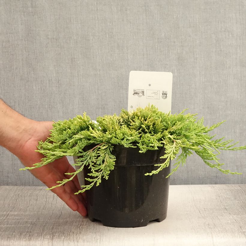 Exemplar von Juniperus horizontalis Golden Carpet Topf mit 2L/3L wie im Sommer geliefert