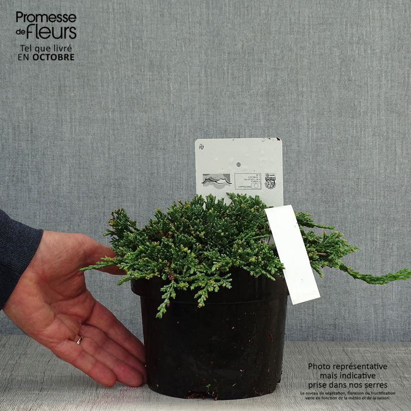 Exemplar von Juniperus horizontalis Icee Blue Topf mit 2L/3L wie im Herbst geliefert