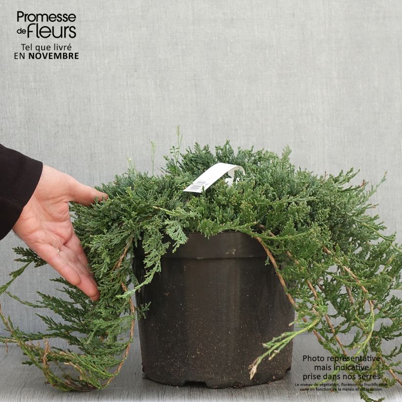 Exemplar von Juniperus horizontalis Wiltonii Topf mit 7,5L/10L wie im Herbst geliefert