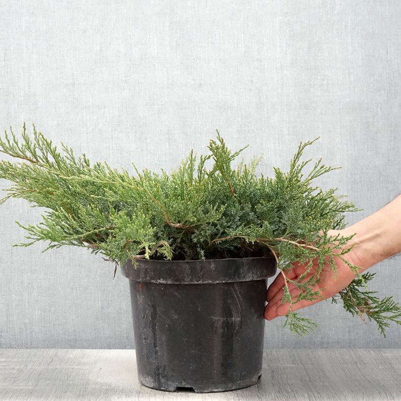 Exemplar von Juniperus horizontalis Wiltonii Topf mit 7,5L/10L wie im Frühjahr geliefert