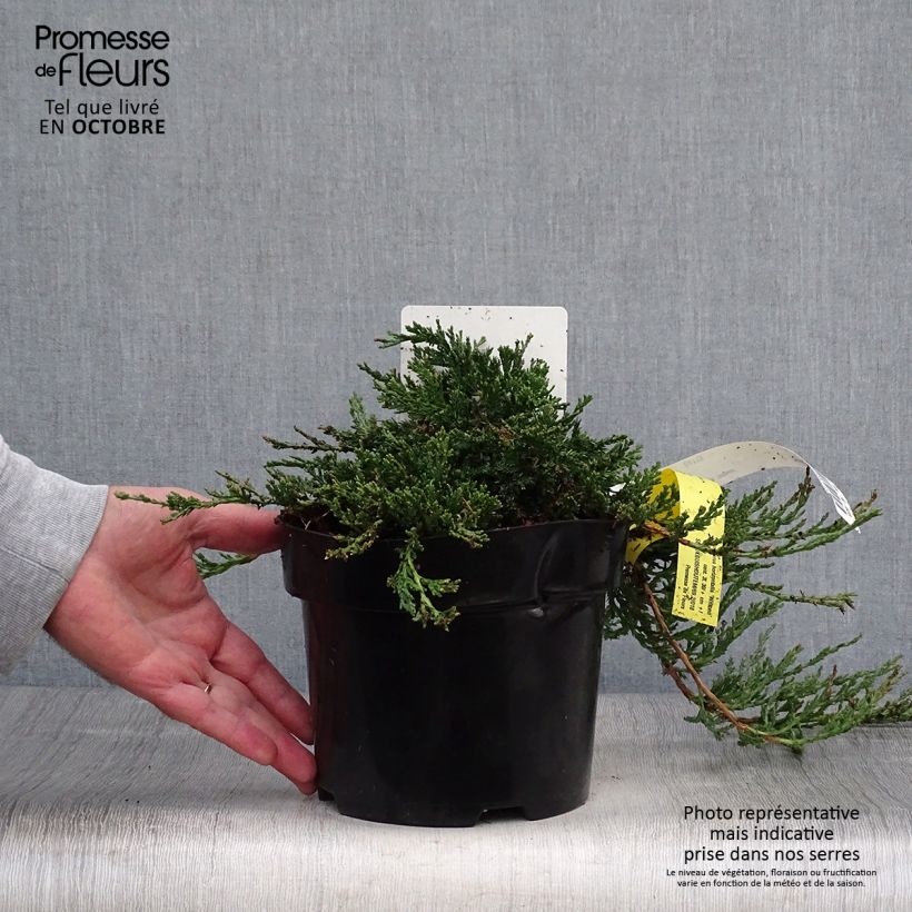 Exemplar von Juniperus horizontalis Wiltonii Topf mit 3L/4L wie im Herbst geliefert