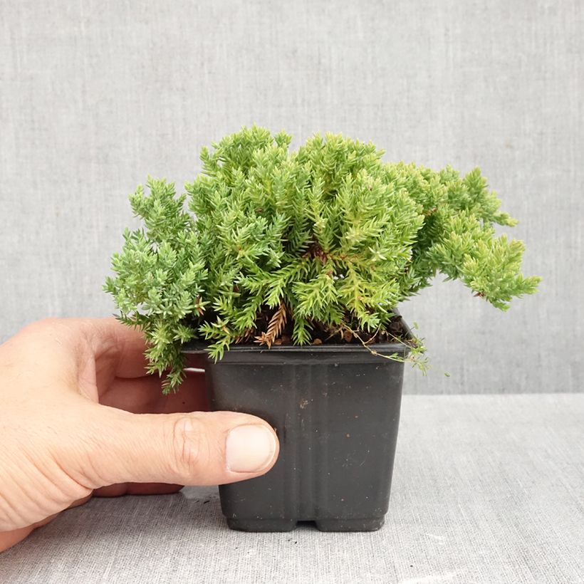 Exemplar von Juniperus procumbens Nana Kleine Töpfe von 8/9 cm wie im Herbst geliefert