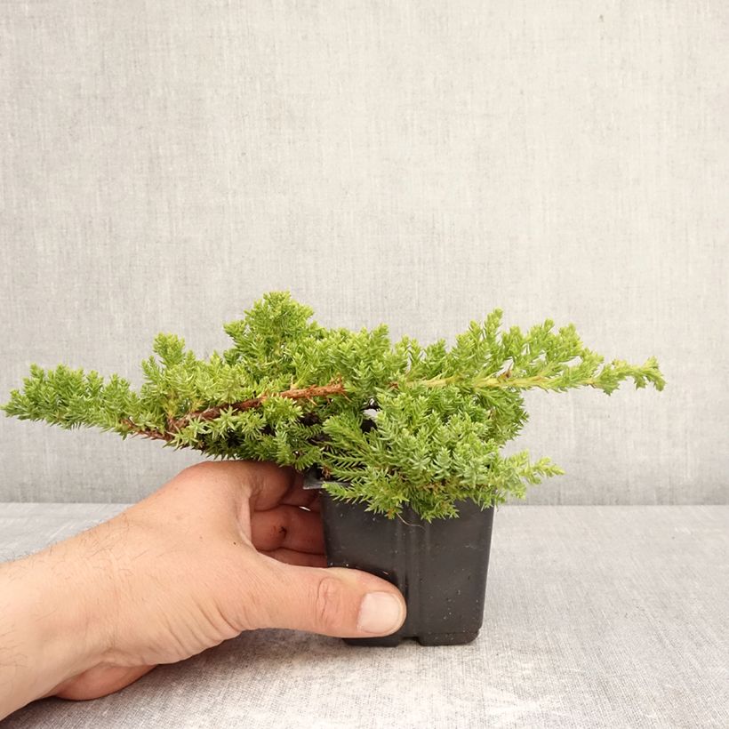 Exemplar von Juniperus procumbens Nana Kleine Töpfe von 8/9 cm wie im Frühjahr geliefert