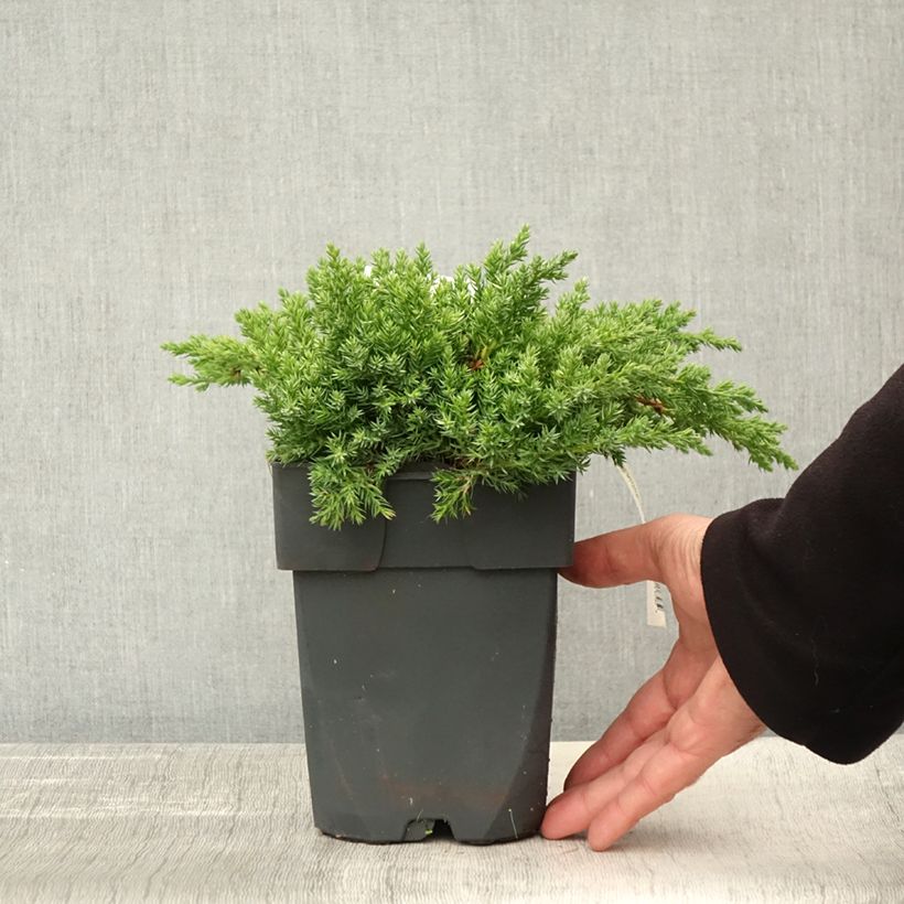 Exemplar von Juniperus procumbens Nana Topf mit 2L/3L wie im Herbst geliefert