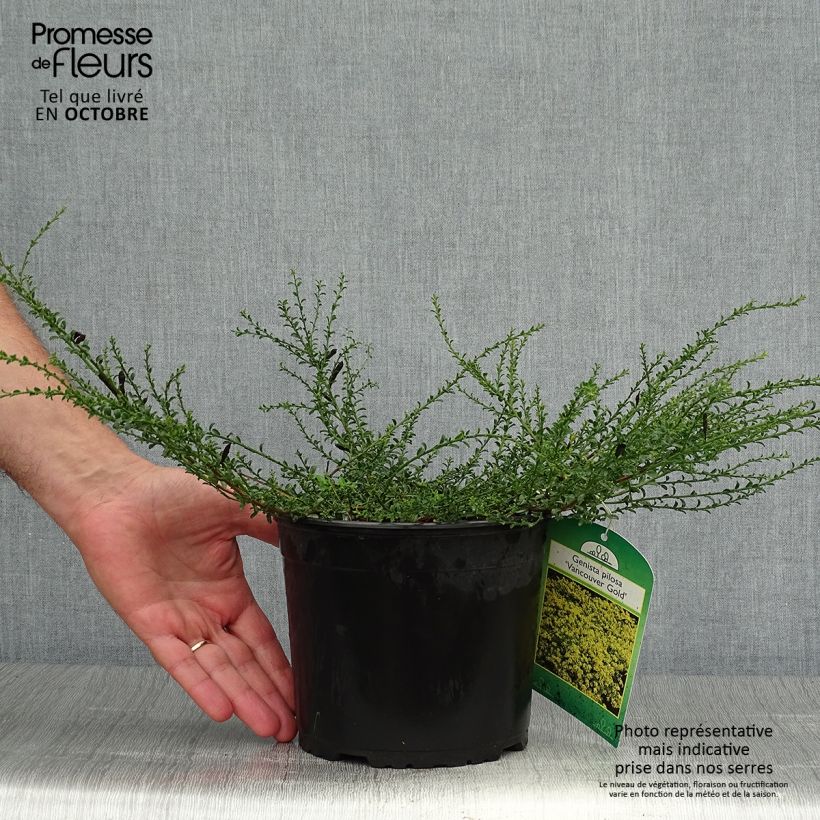 Exemplar von Behaarter Ginster Vancouver Gold - Genista pilosa Topf mit 2L/3L wie im Herbst geliefert