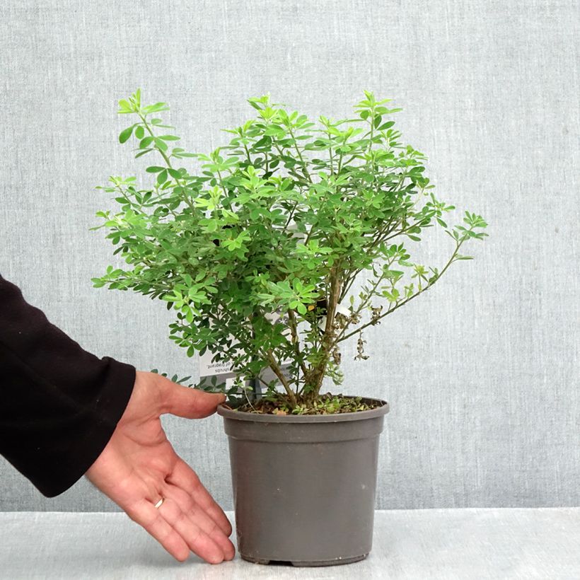 Exemplar von Ginster Porlock - Genista Topf mit 2L/3L wie im Herbst geliefert