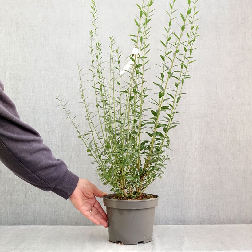 Exemplar von Färber-Ginster - Genista tinctoria Topf mit 3L/4L wie im Herbst geliefert