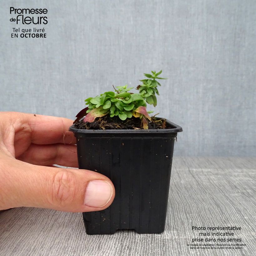 Exemplar von Gentiana makinoi Blue Star - Enzian Kleine Töpfe von 8/9 cm wie im Herbst geliefert