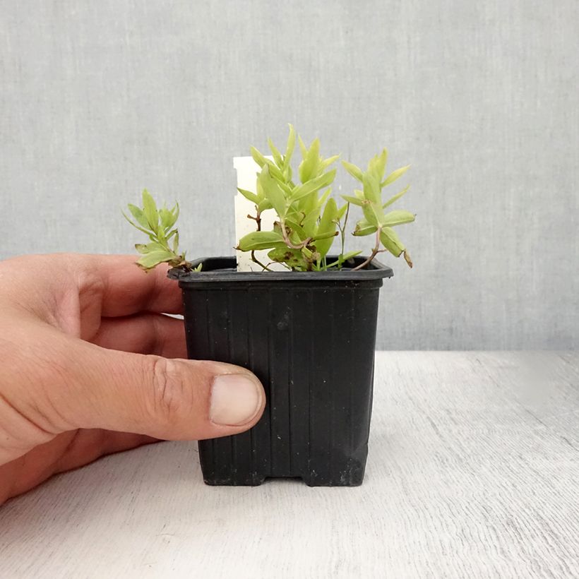 Exemplar von Gentiana makinoi White Magic - Enzian Kleine Töpfe von 8/9 cm wie im Sommer geliefert