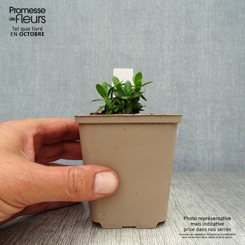 Exemplar von Gentiana acaulis - Kochscher Enzian Kleine Töpfe von 8/9 cm wie im Herbst geliefert