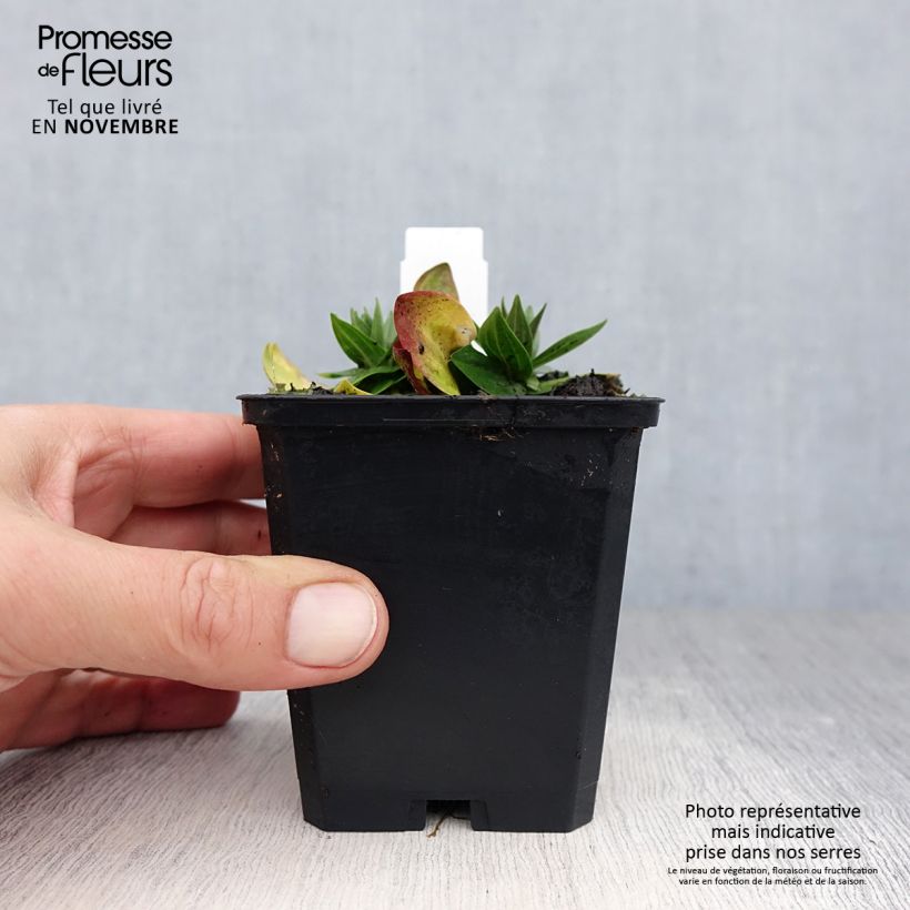 Exemplar von Gentiana asclepiadea - Schwalbenwurz-Enzian Kleine Töpfe von 8/9 cm wie im Herbst geliefert