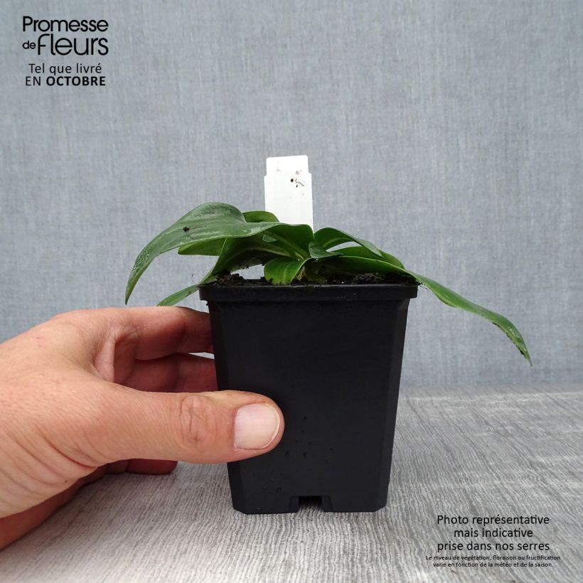 Exemplar von Gentiana dahurica - Dahurischer Enzian Kleine Töpfe von 8/9 cm wie im Herbst geliefert