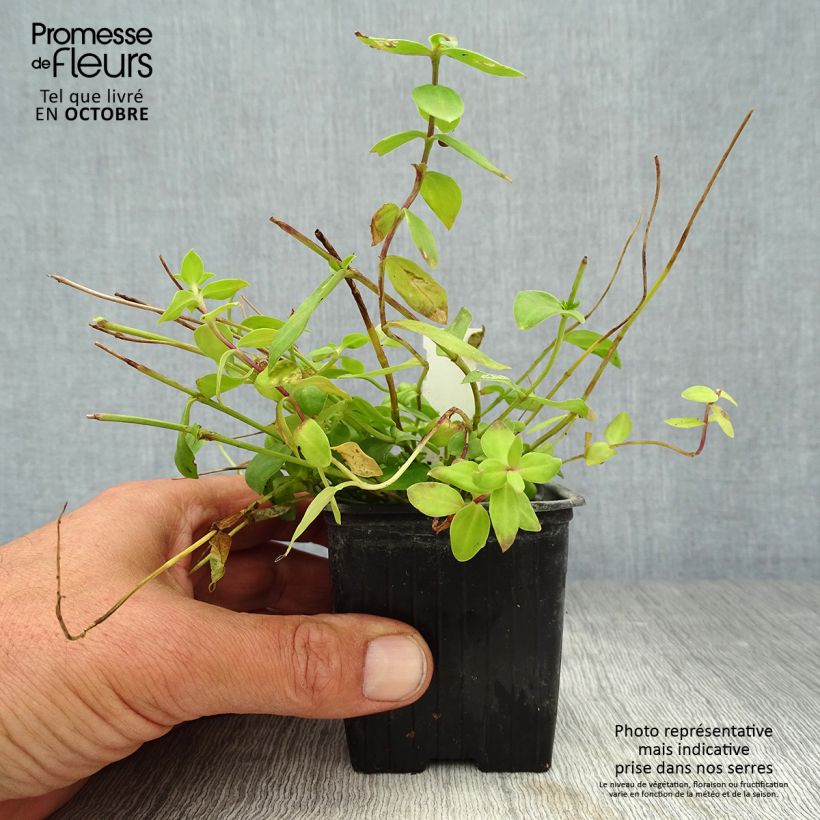 Exemplar von Gentiana hybrida Little Pinkie - Enzian Kleine Töpfe von 8/9 cm wie im Herbst geliefert