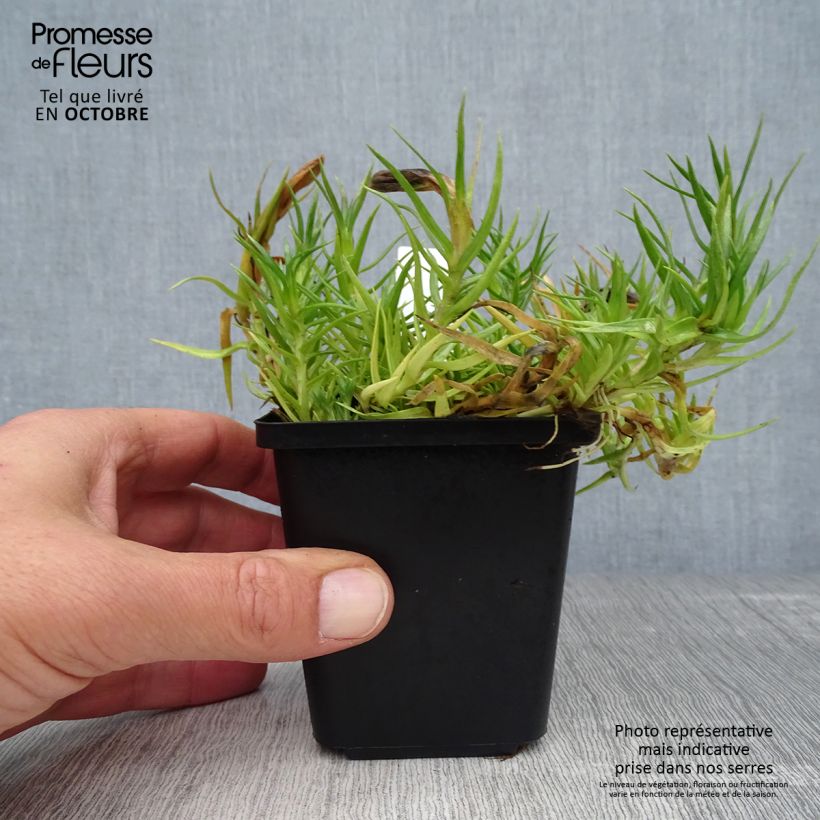 Exemplar von Gentiana sino-ornata - Stängelloser Enzian Kleine Töpfe von 8/9 cm wie im Herbst geliefert