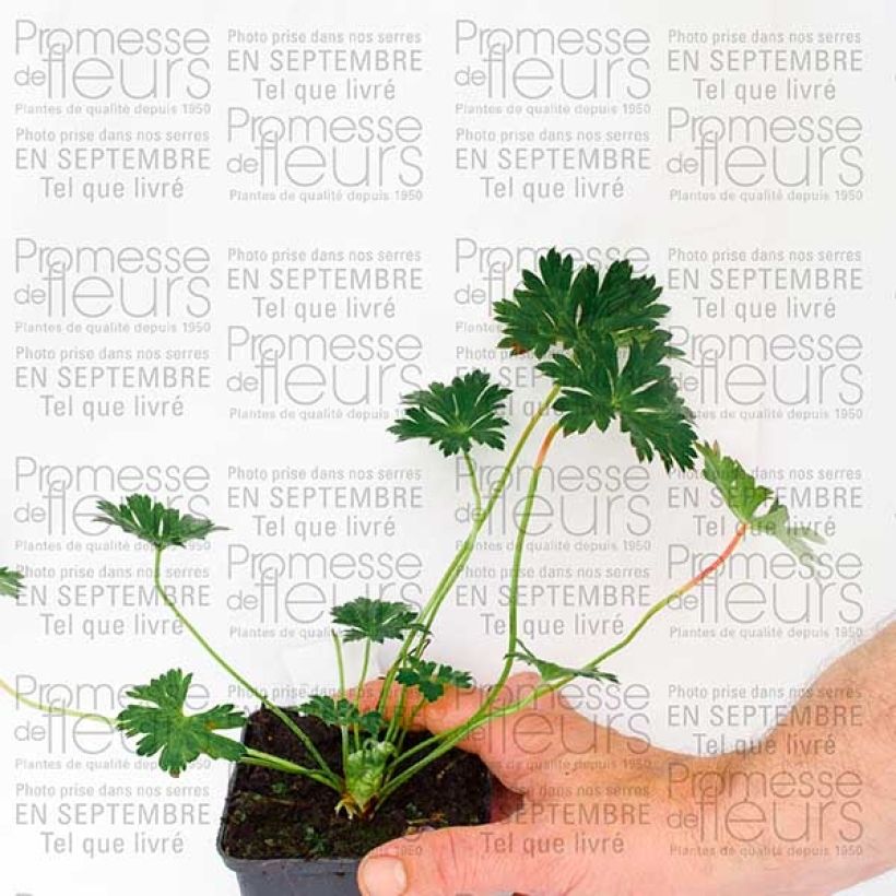 Exemplar von Storchschnabel Rozanne - Geranium Kleine Töpfe von 8/9 cm wie im Herbst geliefert