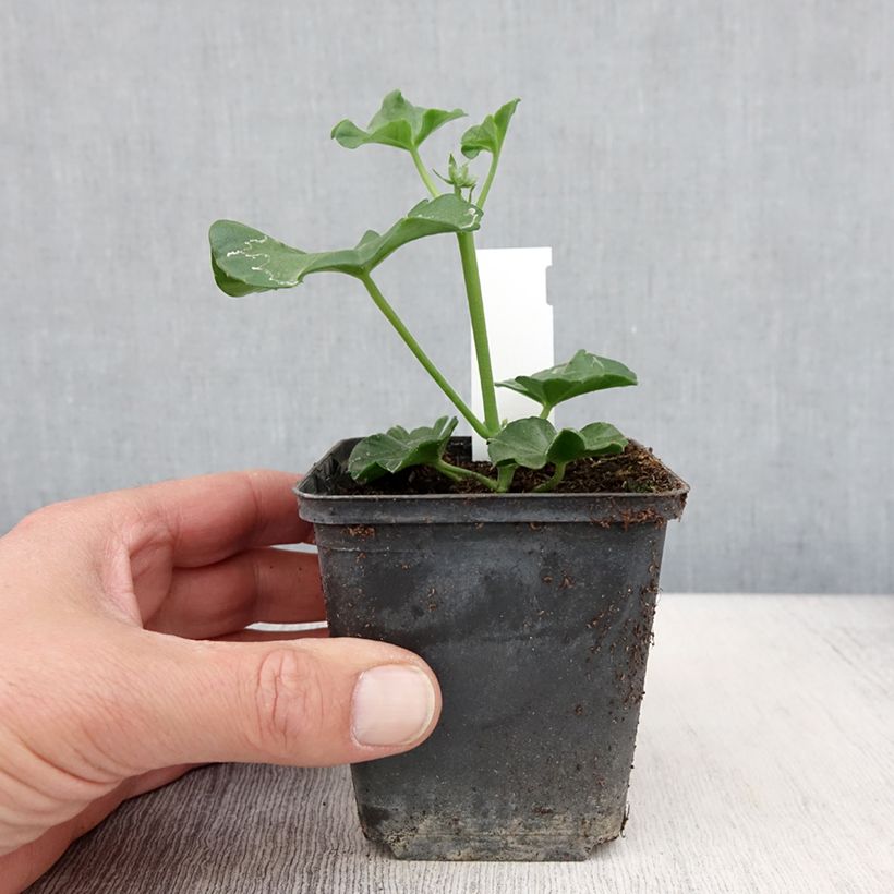 Exemplar von Hängegeranie Blanche Roche - Pelargonium Kleine Töpfe von 8/9 cm wie im Frühjahr geliefert
