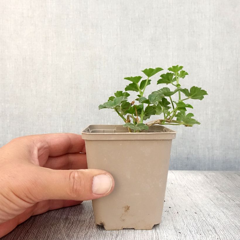 Exemplar von Hängegeranie Balcon Lilas, Lila - Pelargonium Kleine Töpfe von 8/9 cm wie im Sommer geliefert