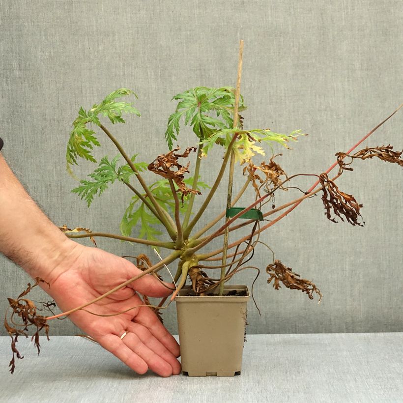 Exemplar von Geranium maderense Album - Madeira-Storchschnabel Kleine Töpfe von 8/9 cm wie im Herbst geliefert
