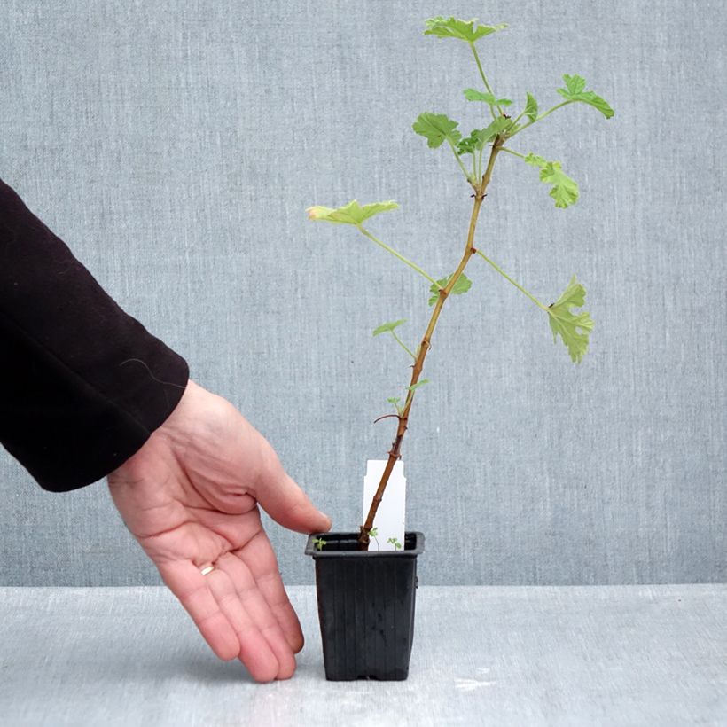 Exemplar von Geranie - Pelargonium capitatum Kleine Töpfe von 7/8 cm wie im Herbst geliefert