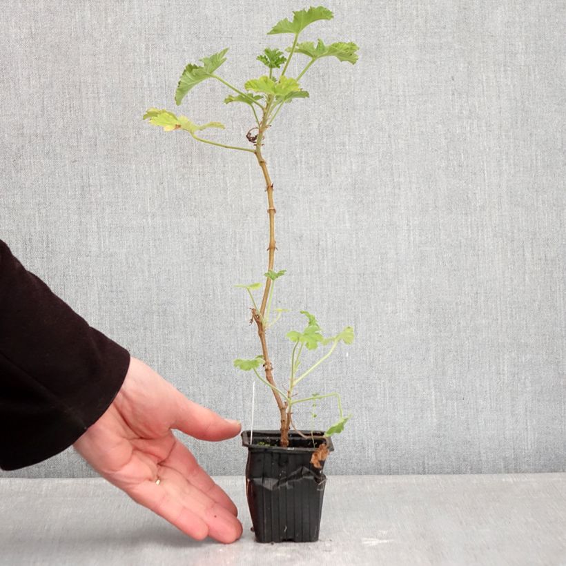 Exemplar von Geranie - Pelargonium capitatum Kleine Töpfe von 7/8 cm wie im Winter geliefert