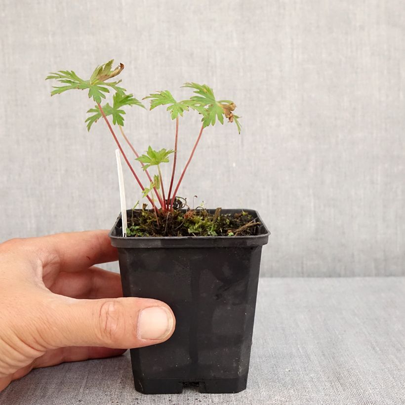 Exemplar von Geranium pratense Else Lacey - Wiesen-Storchschnabel Kleine Töpfe von 8/9 cm wie im Sommer geliefert