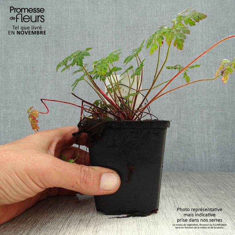 Exemplar von Geranium robertianum - Storchschnabel Kleine Töpfe von 8/9 cm wie im Herbst geliefert